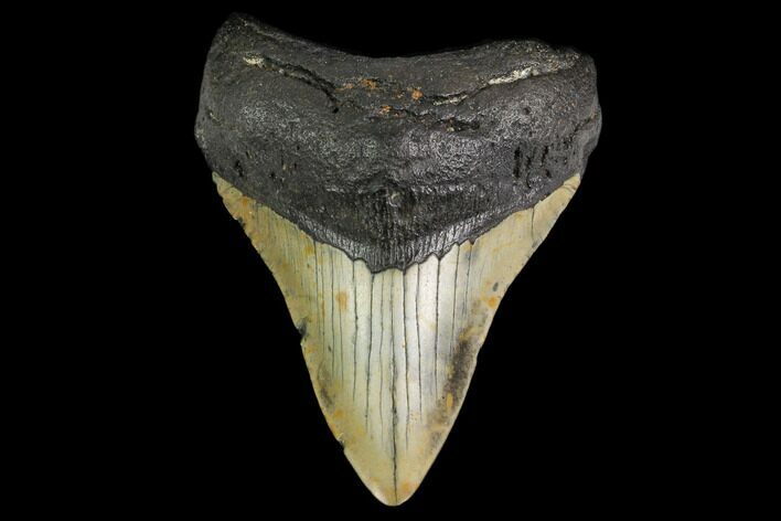 Fossil Megalodon Tooth - North Carolina #146988